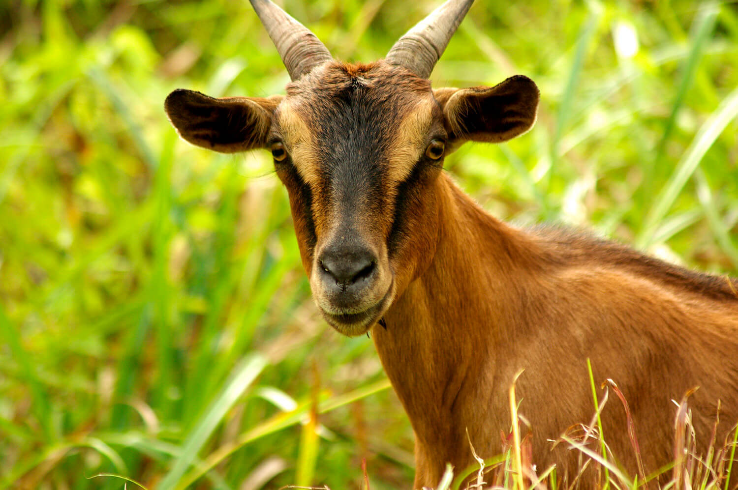 Qurbani Revisited - Animals in Islam Qurbani Revisited - Animals in Islam