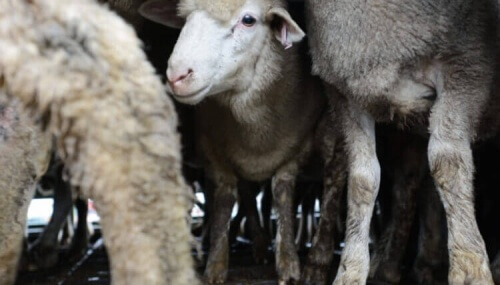 ‘Stunning’ Study Can Make Halal Slaughter More Humane