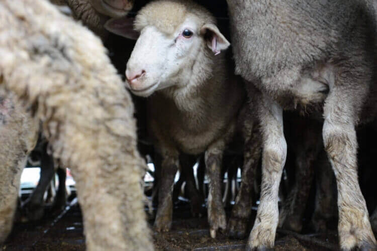Stunning' Study Can Make Halal Slaughter More Humane - Animals in Islam Stunning' Study Can Make Halal Slaughter More Humane - Animals in Islam
