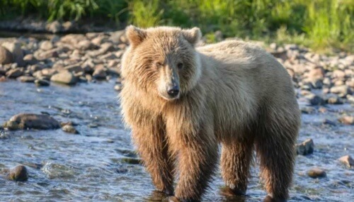 Bear-Baiting Is Un-Islamic