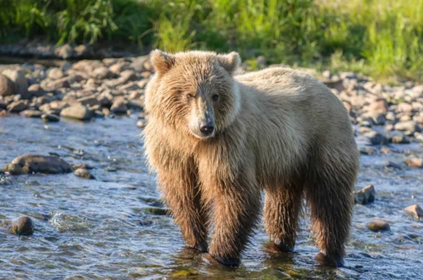 Brown Bear