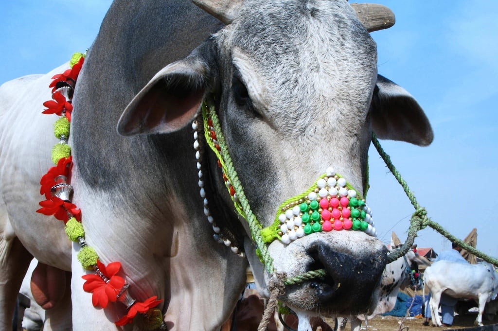 Decorated Bull