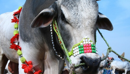 The Sacrifice of “Eid al-Adha”