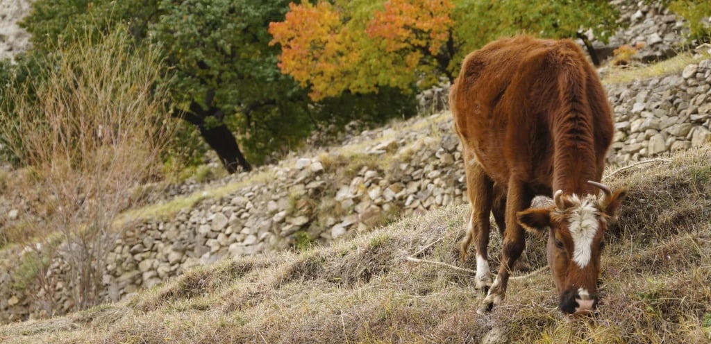 Brown Cow Eating Grass in Autumn, Pakistan