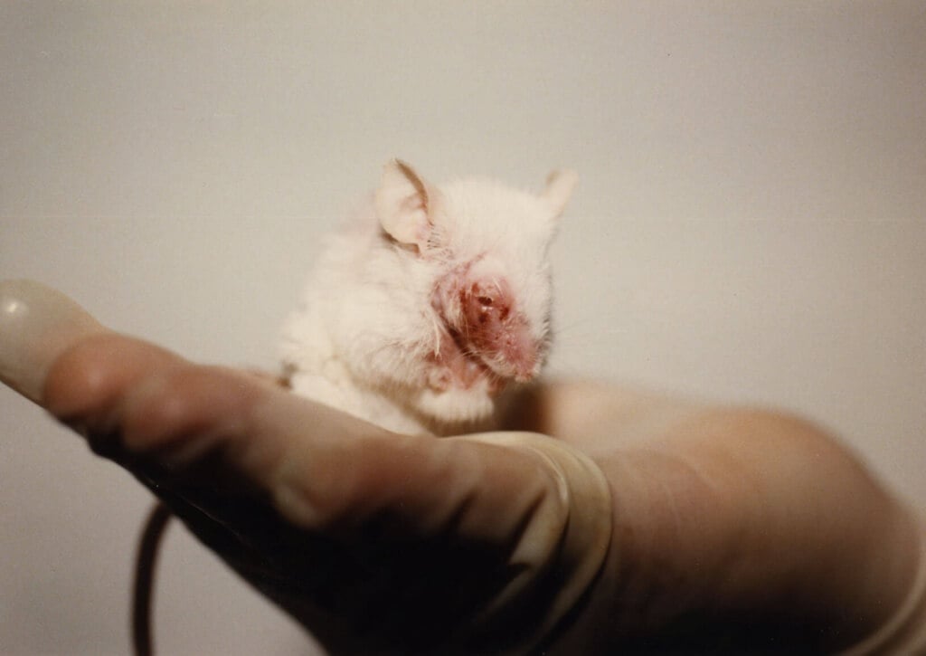 mouse_in_hand-1024x725.jpg