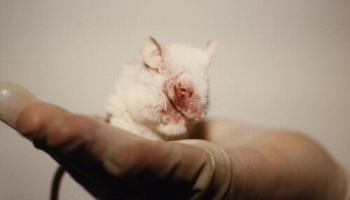 Vivisection