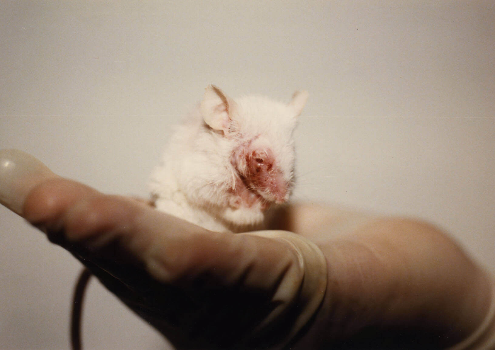 Vivisection - Animals in Islam Vivisection - Animals in Islam