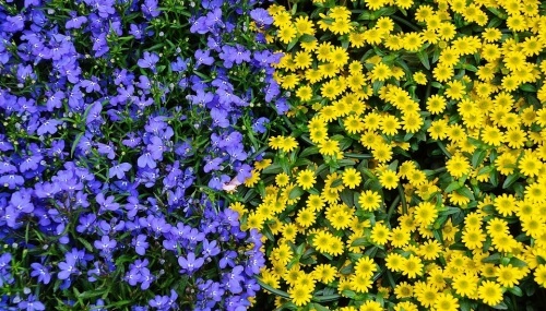 Do Plants Feel Pain?