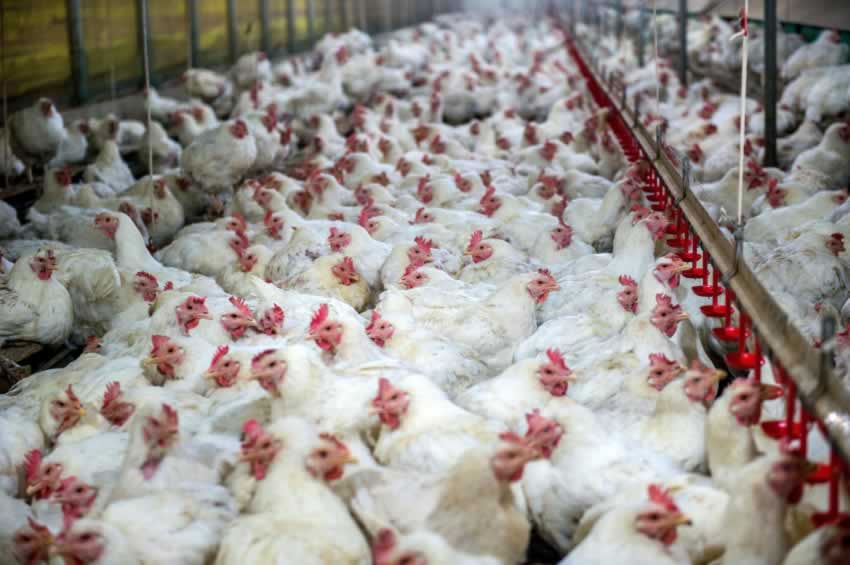 Is the Meat Industry an Offense to Islam? - Animals in Islam Is the Meat Industry an Offense to Islam? - Animals in Islam