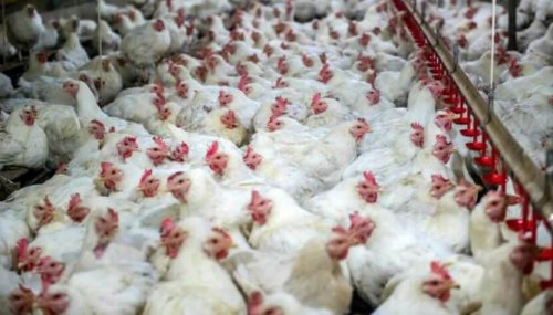 Is the Meat Industry an Offense to Islam?