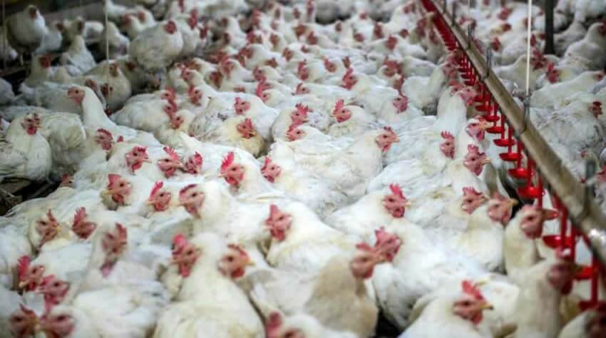 Is the Meat Industry an Offense to Islam? - Animals in Islam Is the Meat Industry an Offense to Islam? - Animals in Islam