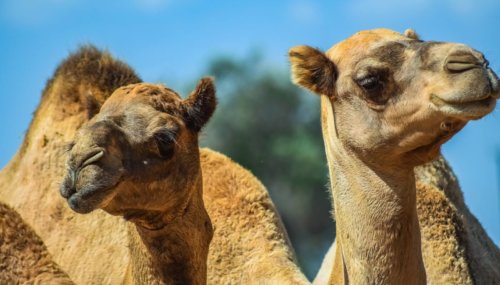 PETA India and Local Activists Rescue Seven Camels from Sacrifice